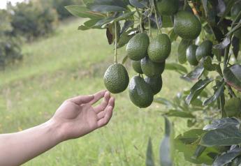 Avocado supplier Green SuperFood launches European marketing arm