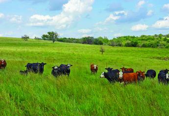 Expanded Use and New Name for 200-day Cattle Implant From Zoetis