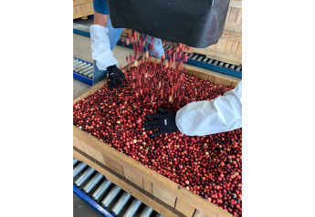 Cranberry Cooperative of the Americas looks for strong fresh season