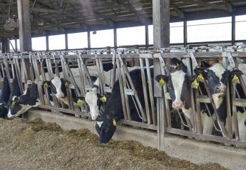 Springers Values Mixed as Dairy Herd Grows