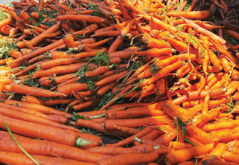 Hungenberg sees much improved fresh carrot supply for 2021