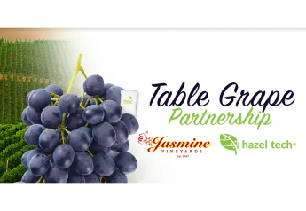 Jasmine Vineyards incorporates Hazel Tech to gain a quality advantage in table grapes