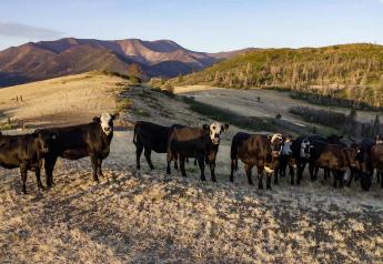 Drought Forcing Ranchers to Sell More Feeder Heifers