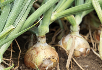 Snake River offers full range of Idaho-eastern Oregon onions