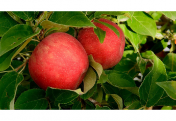 Stemilt touts Artisan Organics Honeycrisp apples