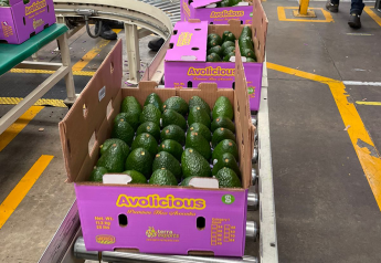 Terra Exports launches its own label of avocados called ‘Avolicious’