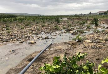 Storm damage reported for Italy’s citrus crop