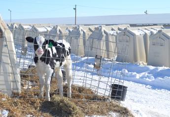 Don’t Let Winter Trap your Calves with Pneumonia
