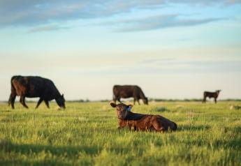 Sustainability Support for the Cattle Industry