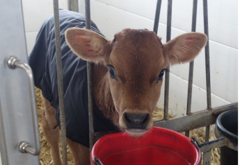 Colostrum works like Fuel for the Calf Furnace