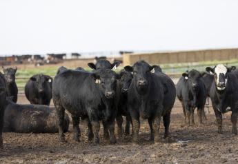 Cattle Inch Higher As Supplies Tighten
