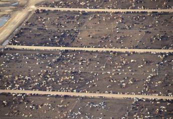 R-CALF Asks FTC and DOJ to Investigate Vertical Integration of Feedlots