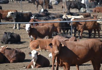 Cattle Raisers Applaud Passage of Market Transparency Bills   