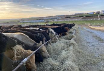 Cattle Rally In Progress, Calf Markets Uneven