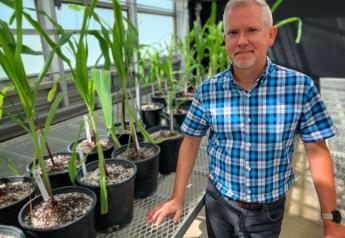 Unraveling the Genetic Mysteries of Maize