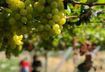 California grape companies partner on sustainability