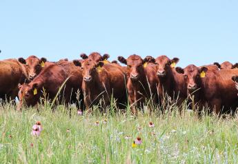 Red Angus Launches ‘Red Choice’ to Promote High-Quality Females
