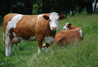 BSE Confirmed in German Cow, OIE Says