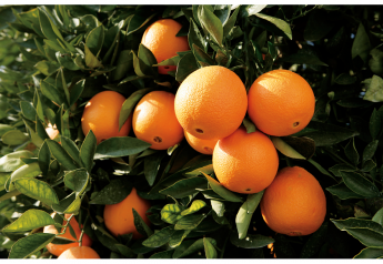 Wonderful Citrus expects strong demand to continue