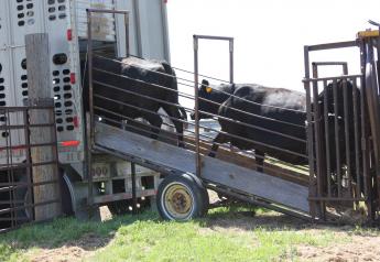 Preparing for Cattle Transport Saves Time, Money and Stress