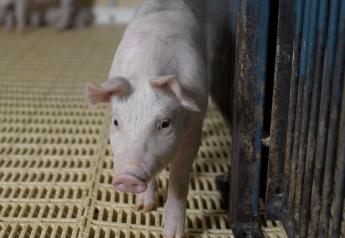 Can Pigs Help People With Liver Failure? A New Study Shows Promise