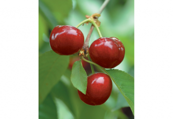 Rivermaid Trading growing to meet consumer demand for cherries