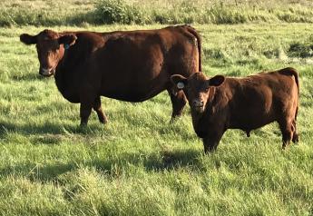 Summer Pneumonia in Beef Calves Occurs in about 20% of U.S. Herds
