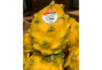 Freshway brings in yellow dragon fruit from Ecuador