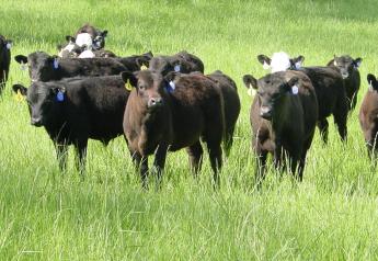 U.S. cattle herd shrinks to smallest in eight years