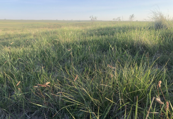 Reasons to Graze or Not Graze Drought-Stressed Pastures This Fall