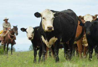 Senators Compromise To Send Cattle Market Proposal Forward