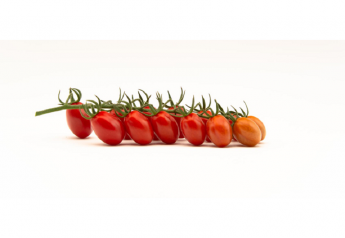 Top Seeds International launches Fanello, its first mini-plum tomato