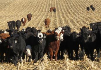 Crop Residue Exchange Links Cattlemen with Feed Resources