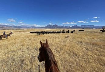 Study Identifies Consistent Indicators Supporting Ranch-Level Sustainability
