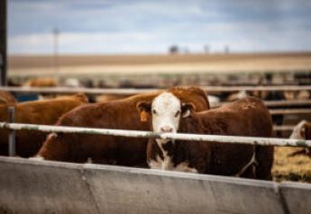 COF Down Slightly, Fed Cattle Higher Again