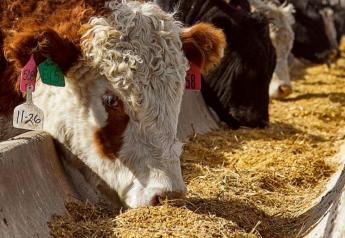 Beef Fails Antibiotic-Free Test in New Study