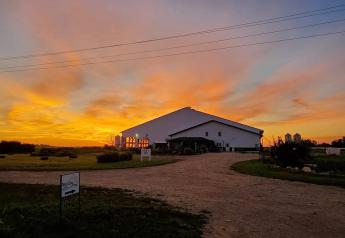 Sleeping With the Cows: A Unique Bed and Breakfast Experience