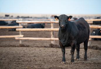 Fed Cattle Near Highest Price Since 2017