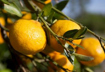 University of Florida citrus faculty secure federal funding in ongoing fight against citrus greening 