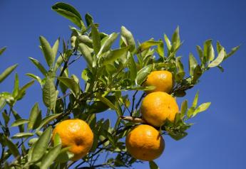 USDA reduces Florida citrus estimate