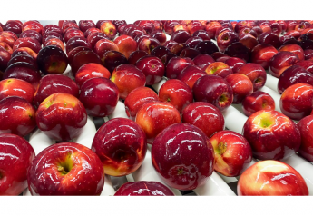 Evans Fruit Co. looks to build demand for Cosmic Crisp apples