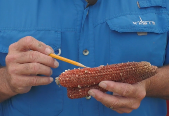 Fins and Scales on Corn Explained in Video