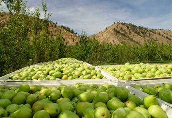 Stemilt looks to Cosmic Crisp, organic apples, Lil Snappers program for winter, spring promotions