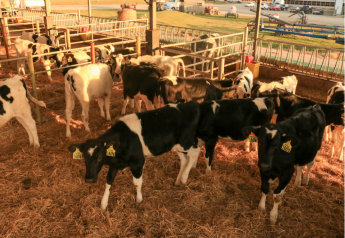 Head Off Mastitis Before Heifers Enter the Milking Herd