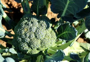 Parker Farms anticipates good supply of organic broccoli for holiday demand