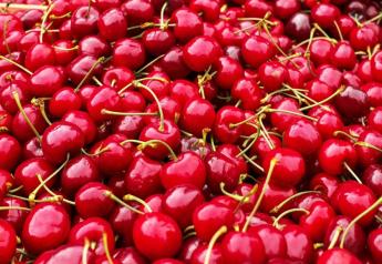 Chilean cherry estimate lowered