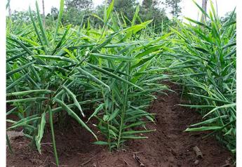 Ecoripe Tropicals expect steady organic ginger supply