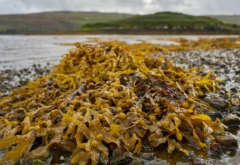 Seaweed Supplements Could Reduce Livestock Methane Emissions