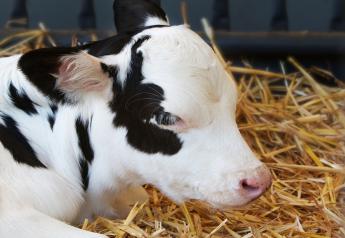 10 Early Interventions to Help Sick Calves