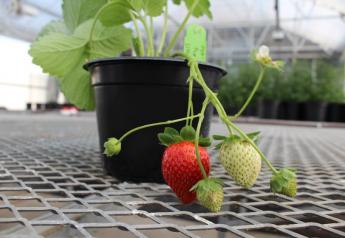 J.R. Simplot Company and Plant Sciences Inc. create a strategic alliance on gene editing of strawberries